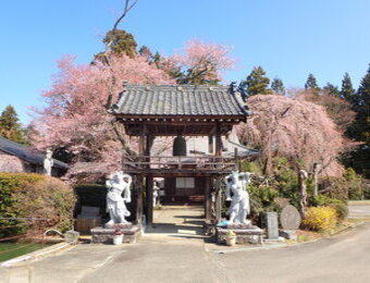 松源寺のさくら1